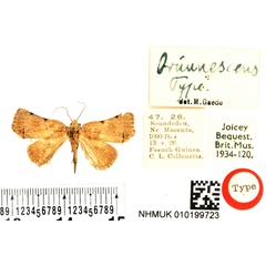/filer/webapps/moths/media/images/B/brunnescens_Paralephana_HT_BMNH.jpg