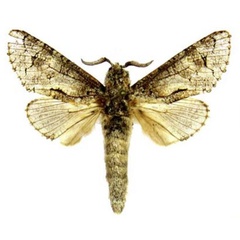 /filer/webapps/moths/media/images/U/ugandensis_Afrikanetz_HT_Stroehle.jpg