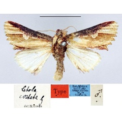 /filer/webapps/moths/media/images/C/costata_Cetola_HT_ZMHB.jpg