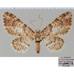 /filer/webapps/moths/media/images/A/angelica_Chloroclystis_AF_ZSM.jpg