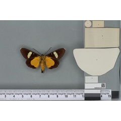 /filer/webapps/moths/media/images/L/lutescens_Rothia_ST_BMNHb.jpg