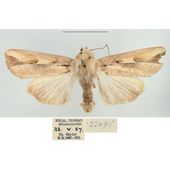 /filer/webapps/moths/media/images/F/fissifascia_Leucania_AM_BMNH.jpg