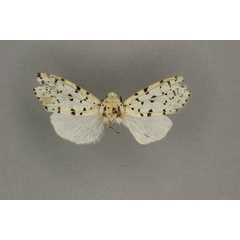 /filer/webapps/moths/media/images/A/atripes_Paralpenus_HT_BMNH.jpg