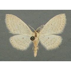 /filer/webapps/moths/media/images/S/serena_Scopula_AM_TMSA.jpg