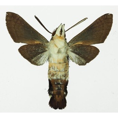 /filer/webapps/moths/media/images/A/alterhirundo_Leucostrophus_AM_Basquin_01b.jpg