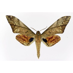 /filer/webapps/moths/media/images/V/vicaria_Platysphinx_AM_Basquin.jpg