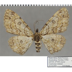 /filer/webapps/moths/media/images/O/octomaculata_Orbamia_AF_ZSMa.jpg