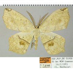 /filer/webapps/moths/media/images/P/prophylacis_Epigynopteryx_HT_ZSMa.jpg