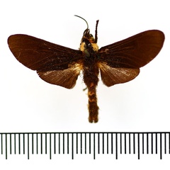 /filer/webapps/moths/media/images/N/nigerrima_Casphalia_AM_BMNH.jpg