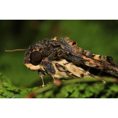 /filer/webapps/moths/media/images/F/fulvinotata_Coelonia_A_Pasquasy_02.jpg