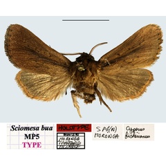 /filer/webapps/moths/media/images/B/bua_Sciomesa_HT_MNHN.jpg