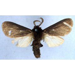 /filer/webapps/moths/media/images/C/capricornis_Metarctia_HT_BMNH_01.jpg