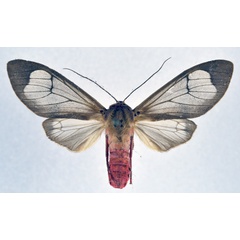 /filer/webapps/moths/media/images/A/affinis_Amerila_AM_NHMO.jpg