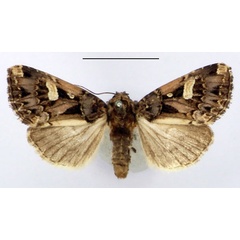 /filer/webapps/moths/media/images/V/vittigera_Odontestra_AM_BMNH.jpg