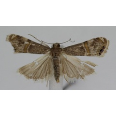 /filer/webapps/moths/media/images/V/vinculellus_Euchromius_A_JMonks_02.jpg