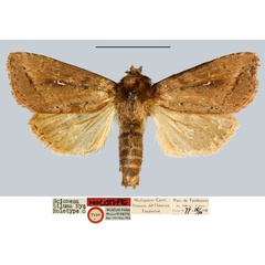 /filer/webapps/moths/media/images/B/biluma_Sciomesa_HT_MNHN.jpg