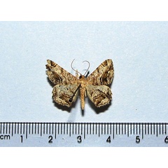 /filer/webapps/moths/media/images/N/nubilata_Chiasmia_A_Goff.jpg
