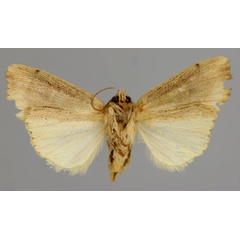 /filer/webapps/moths/media/images/A/albimacula_Leucania_A_RMCA_02.jpg