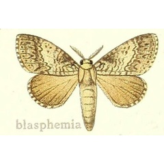 /filer/webapps/moths/media/images/B/blasphemia_Dasychira_HT_Hering_24g.jpg