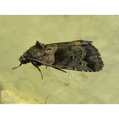 /filer/webapps/moths/media/images/E/ethiopica_Cretonia_A_Goff_02.jpg