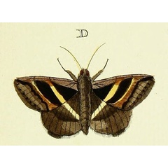 /filer/webapps/moths/media/images/A/ammonia_Grammodes_Cramer3_250_D.jpg