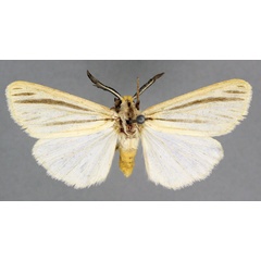/filer/webapps/moths/media/images/T/tenuifasciata_Acantharctia_AM_BMNH.jpg