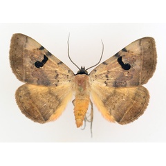 /filer/webapps/moths/media/images/A/africana_Hypopyra_AM_TMSA_02.jpg