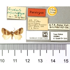 /filer/webapps/moths/media/images/A/angustilinea_Paryphanta_PT_BMNH.jpg