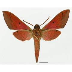 /filer/webapps/moths/media/images/N/nyikiana_Chaerocina_AM_Basquinb.jpg