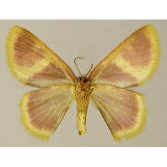 /filer/webapps/moths/media/images/Z/zearia_Chrysocraspeda_AF_ZSMb.jpg