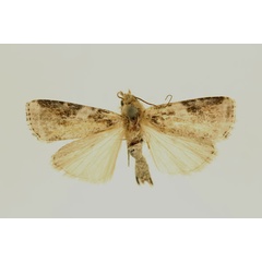 /filer/webapps/moths/media/images/B/bilacteata_Euxootera_HT_RMCA_02.jpg
