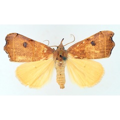 /filer/webapps/moths/media/images/P/phalaeniformis_Hondryches_AM_TMSA_01.jpg