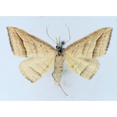 /filer/webapps/moths/media/images/O/ochrota_Loxioda_AF_TMSA_01.jpg