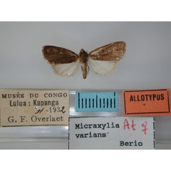 /filer/webapps/moths/media/images/V/varians_Micraxylia_AT_RMCA.jpg