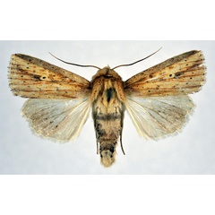 /filer/webapps/moths/media/images/P/pyrausta_Mythimna_AM_NHMO.jpg