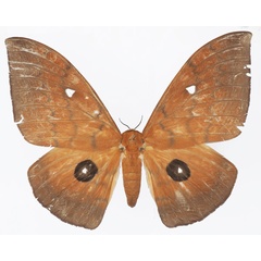 /filer/webapps/moths/media/images/I/illustris_Pseudobunaea_AF_Basquina.jpg