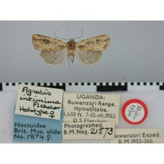/filer/webapps/moths/media/images/I/intimima_Axylia_HT_BMNH.jpg