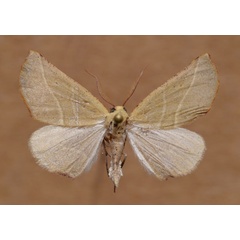 /filer/webapps/moths/media/images/O/olearis_Drepanogynis_AM_Butler.jpg
