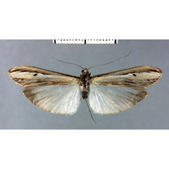 /filer/webapps/moths/media/images/G/gigantalis_Euclasta_HT_MNHN.jpg