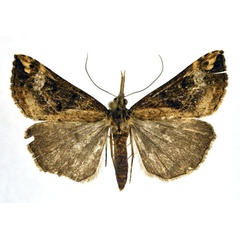 /filer/webapps/moths/media/images/E/evamariae_Hypena_A_NHMO.jpg