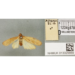 /filer/webapps/moths/media/images/A/ardens_Prabhasa_STF_BMNH_02a.jpg
