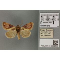 /filer/webapps/moths/media/images/S/splendida_Carcharoda_PT_BMNH_01a.jpg