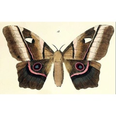 /filer/webapps/moths/media/images/D/deyrollei_Bunaea_AF_Maassen_18a.jpg