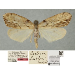 /filer/webapps/moths/media/images/B/butleri_Exilisia_PTM_BMNH.jpg