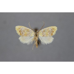 /filer/webapps/moths/media/images/P/polychroma_Meganola_HT_BMNH.jpg