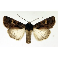 /filer/webapps/moths/media/images/M/malgassica_Odontestra_AM_Aulombard.jpg