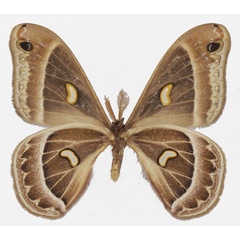 /filer/webapps/moths/media/images/M/magdalena_Epiphora_AM_Basquinb.jpg