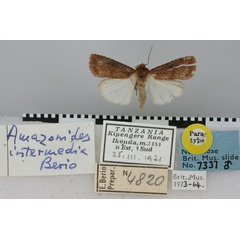 /filer/webapps/moths/media/images/I/intermedia_Amazonides_PT_BMNH.jpg