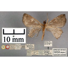 /filer/webapps/moths/media/images/A/albisigna_Eustrotia_PT_OUMNH_02.jpg