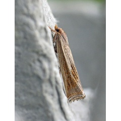 /filer/webapps/moths/media/images/C/chrysographellus_Ancylolomia_A_Voaden.jpg